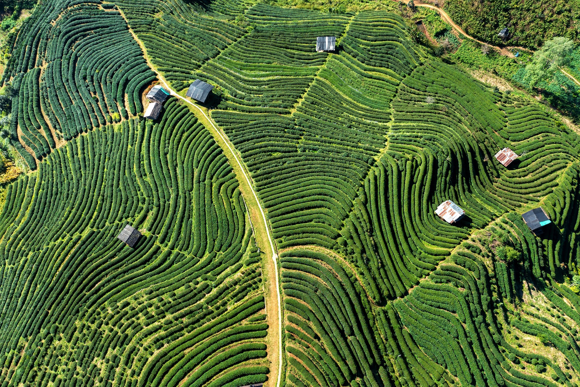 Aerial view of lush green terraced tea plantations with small huts scattered along the landscape.